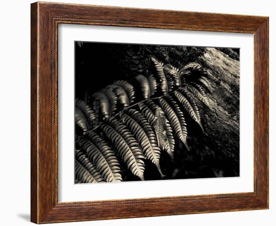 Resting Fern-Andrew Geiger-Framed Photographic Print