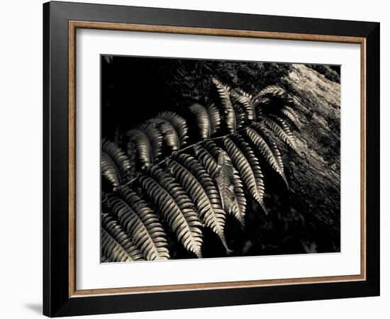 Resting Fern-Andrew Geiger-Framed Photographic Print