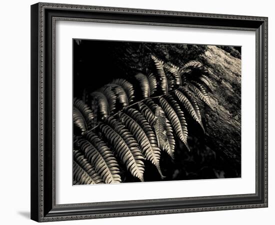 Resting Fern-Andrew Geiger-Framed Photographic Print