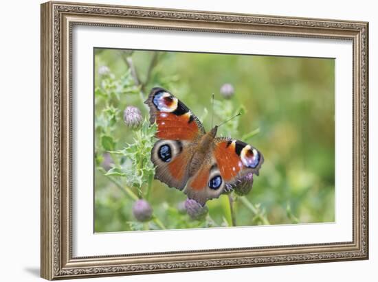 Resting Flutter-Staffan Widstrand-Framed Giclee Print