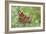 Resting Flutter-Staffan Widstrand-Framed Giclee Print