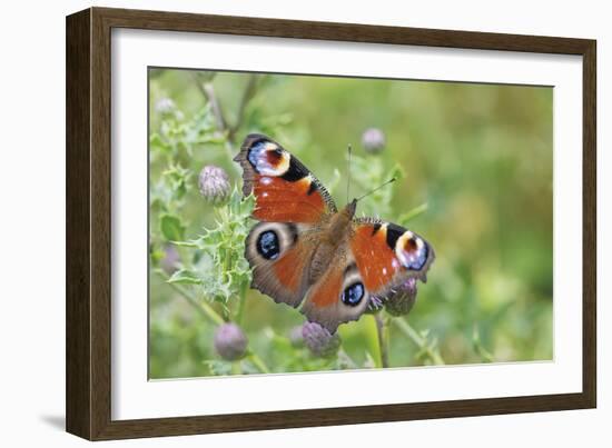 Resting Flutter-Staffan Widstrand-Framed Giclee Print