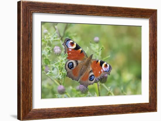 Resting Flutter-Staffan Widstrand-Framed Giclee Print