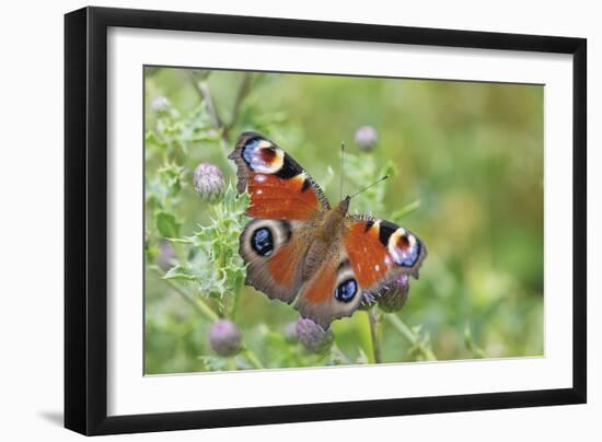 Resting Flutter-Staffan Widstrand-Framed Giclee Print