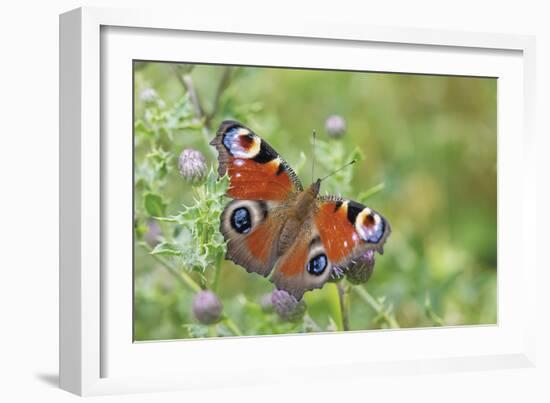 Resting Flutter-Staffan Widstrand-Framed Giclee Print