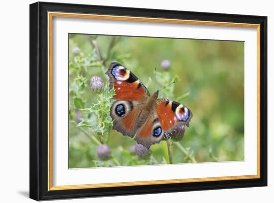 Resting Flutter-Staffan Widstrand-Framed Giclee Print