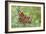 Resting Flutter-Staffan Widstrand-Framed Giclee Print