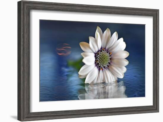 Resting in Water-Heidi Westum-Framed Photographic Print