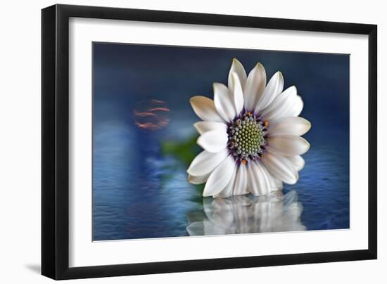 Resting in Water-Heidi Westum-Framed Photographic Print