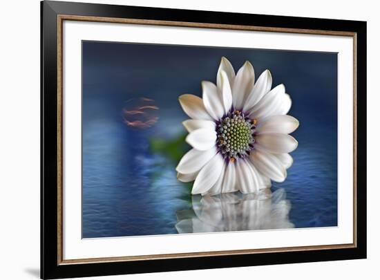 Resting in Water-Heidi Westum-Framed Photographic Print