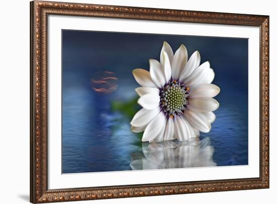 Resting in Water-Heidi Westum-Framed Photographic Print