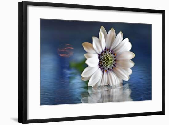 Resting in Water-Heidi Westum-Framed Photographic Print