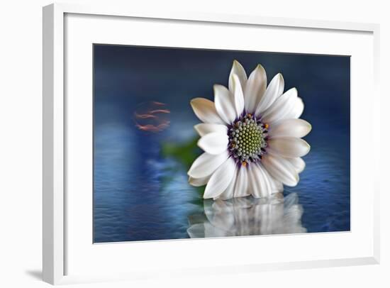 Resting in Water-Heidi Westum-Framed Photographic Print