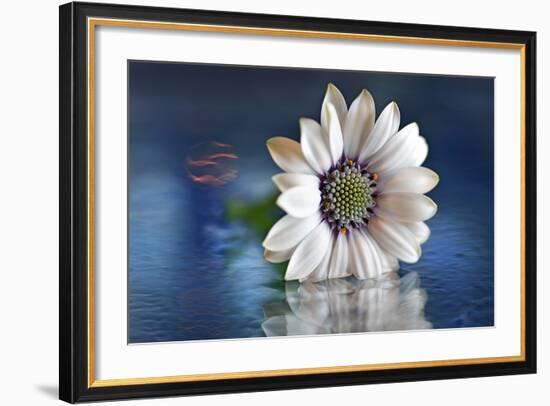 Resting in Water-Heidi Westum-Framed Photographic Print