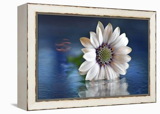 Resting in Water-Heidi Westum-Framed Premier Image Canvas