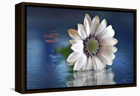 Resting in Water-Heidi Westum-Framed Premier Image Canvas