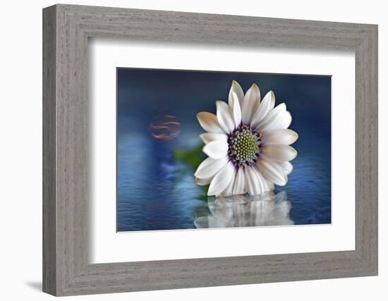 Resting in Water-Heidi Westum-Framed Photographic Print