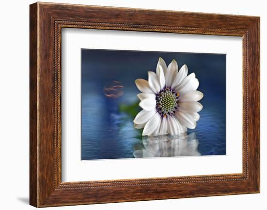 Resting in Water-Heidi Westum-Framed Photographic Print