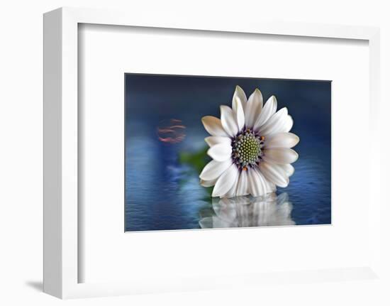 Resting in Water-Heidi Westum-Framed Photographic Print