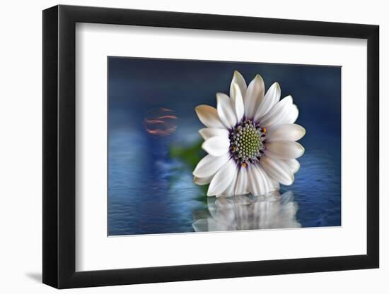 Resting in Water-Heidi Westum-Framed Photographic Print