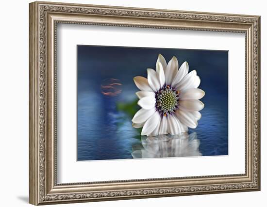 Resting in Water-Heidi Westum-Framed Premium Photographic Print