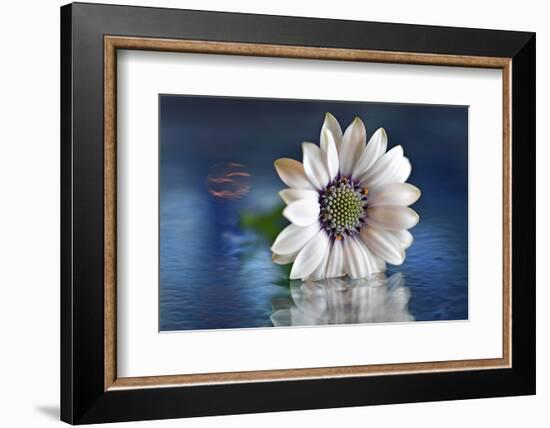 Resting in Water-Heidi Westum-Framed Premium Photographic Print