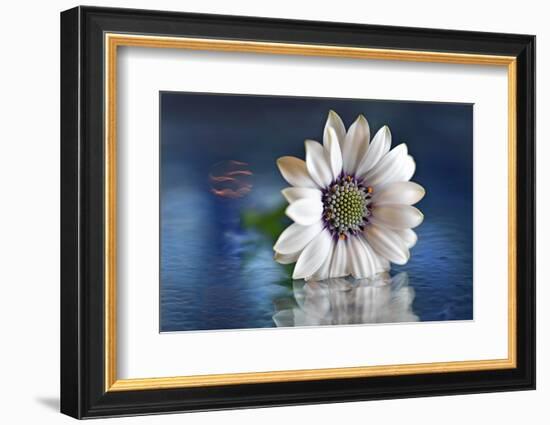 Resting in Water-Heidi Westum-Framed Premium Photographic Print