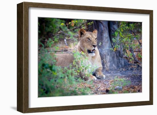 Resting lion, Chobe National Park, Botswana, Africa-Karen Deakin-Framed Photographic Print