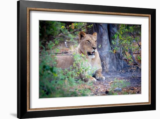 Resting lion, Chobe National Park, Botswana, Africa-Karen Deakin-Framed Photographic Print