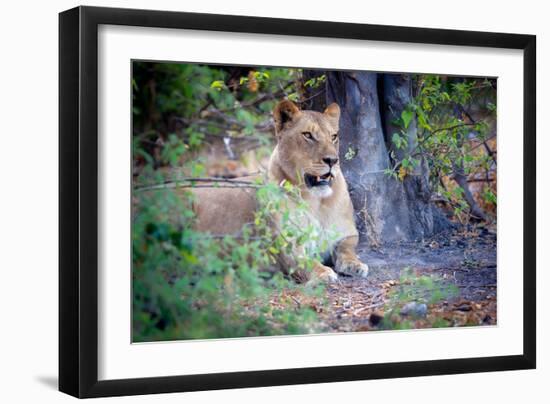 Resting lion, Chobe National Park, Botswana, Africa-Karen Deakin-Framed Photographic Print