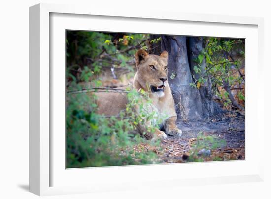 Resting lion, Chobe National Park, Botswana, Africa-Karen Deakin-Framed Photographic Print