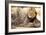 Resting lion , Kgalagadi Transfrontier Park, Kalahari, Northern Cape, South Africa, Africa-Christian Kober-Framed Photographic Print