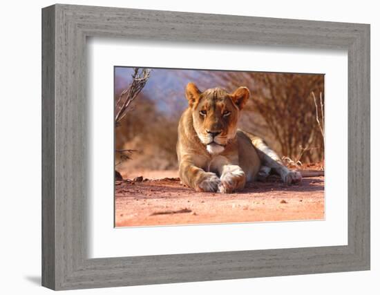 Resting lioness, 2019,-Eric Meyer-Framed Photographic Print