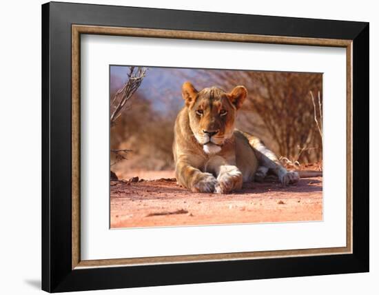 Resting lioness, 2019,-Eric Meyer-Framed Photographic Print