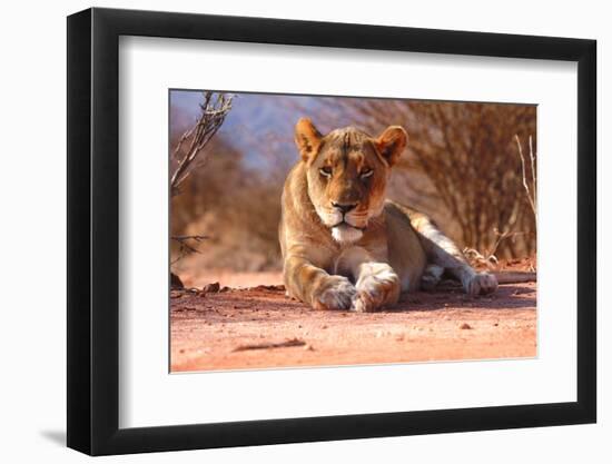 Resting lioness, 2019,-Eric Meyer-Framed Photographic Print