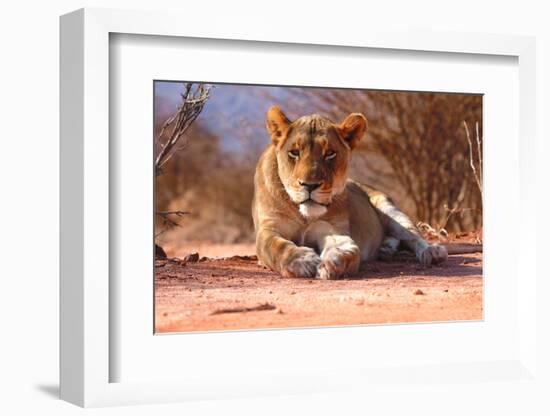 Resting lioness, 2019,-Eric Meyer-Framed Photographic Print