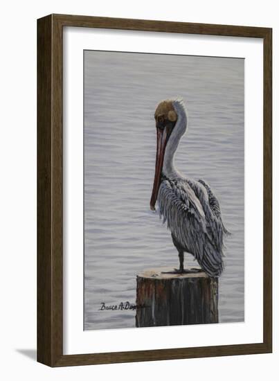 Resting Pelican-Bruce Dumas-Framed Giclee Print