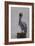 Resting Pelican-Bruce Dumas-Framed Giclee Print