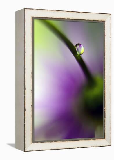 Resting Place-Heidi Westum-Framed Premier Image Canvas