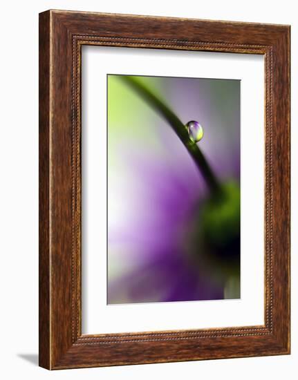 Resting Place-Heidi Westum-Framed Photographic Print