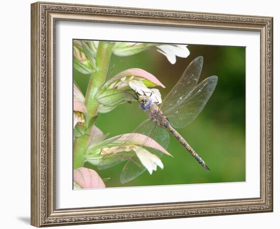 Resting Place-Ricki Mountain-Framed Art Print