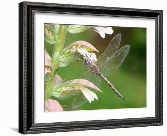 Resting Place-Ricki Mountain-Framed Art Print