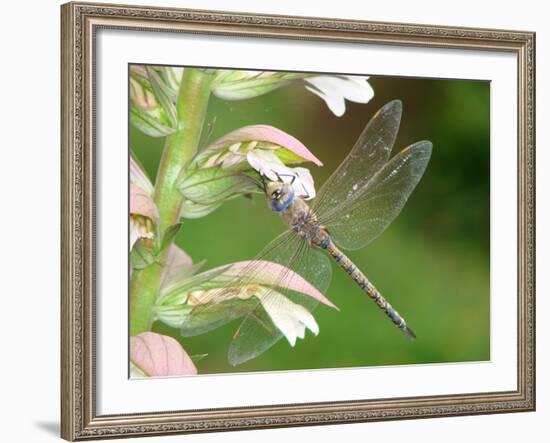 Resting Place-Ricki Mountain-Framed Art Print