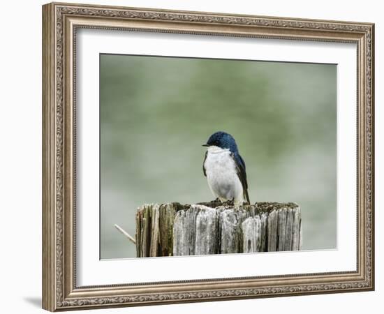 Resting Swallow-Jai Johnson-Framed Giclee Print