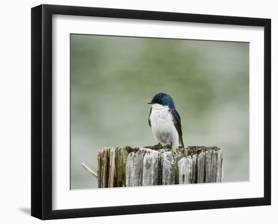 Resting Swallow-Jai Johnson-Framed Giclee Print