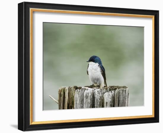 Resting Swallow-Jai Johnson-Framed Giclee Print