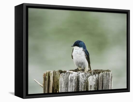 Resting Swallow-Jai Johnson-Framed Premier Image Canvas