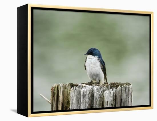 Resting Swallow-Jai Johnson-Framed Premier Image Canvas