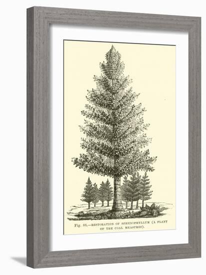 Restoration of Sphenophyllum, a Plant of the Coal Measures-null-Framed Giclee Print