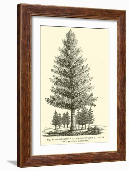 Restoration of Sphenophyllum, a Plant of the Coal Measures-null-Framed Giclee Print